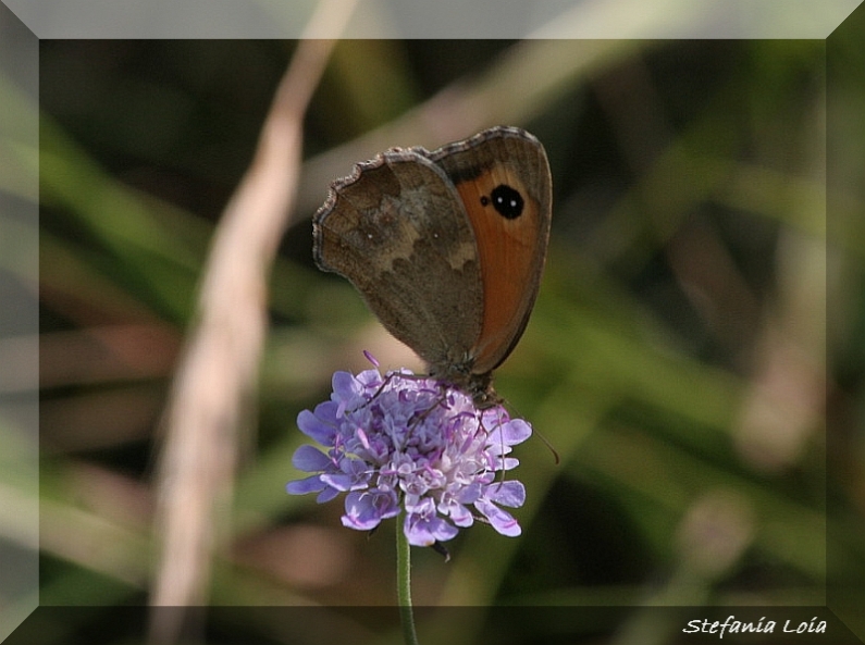 Maniola? - Pyronia tithonus